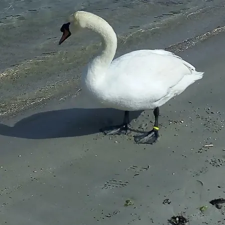 La Spiaggia *